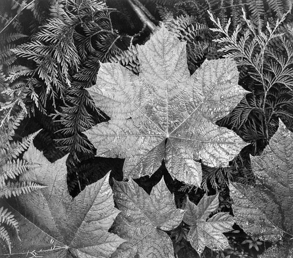 Ансел Адамс (Ansel Adams). Leaf in Glacier National Park