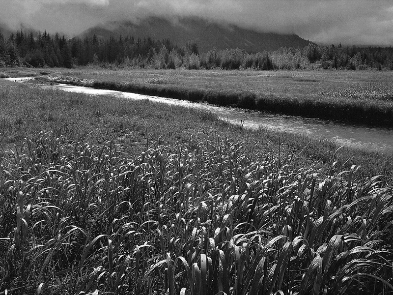 Ансел Адамс (Ansel Adams). Rain, Beartrack Cove, Glacier Bay National Monument, Alaska, 1949