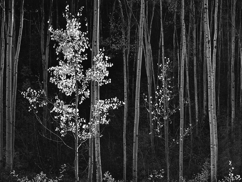 Ансел Адамс (Ansel Adams). Aspens (Horizontal), Northern New Mexico, 1958