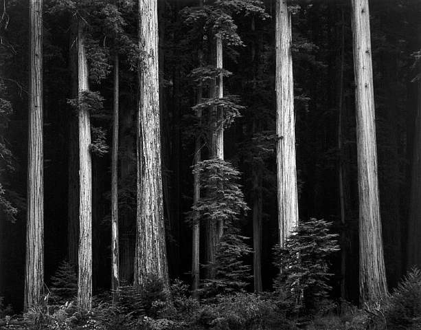 Ансел Адамс (Ansel Adams). Redwoods, Bull Creek Flat, south of Redwood National Park, California, 1959