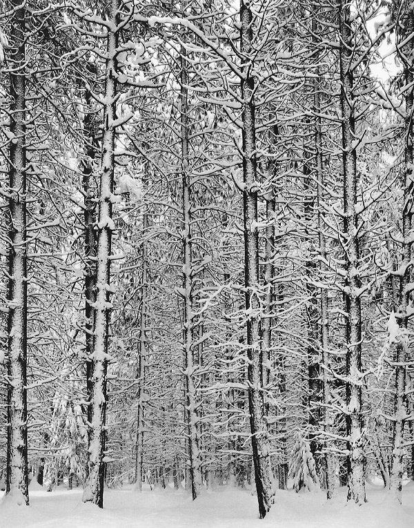 Ансел Адамс (Ansel Adams). Trees and Snow