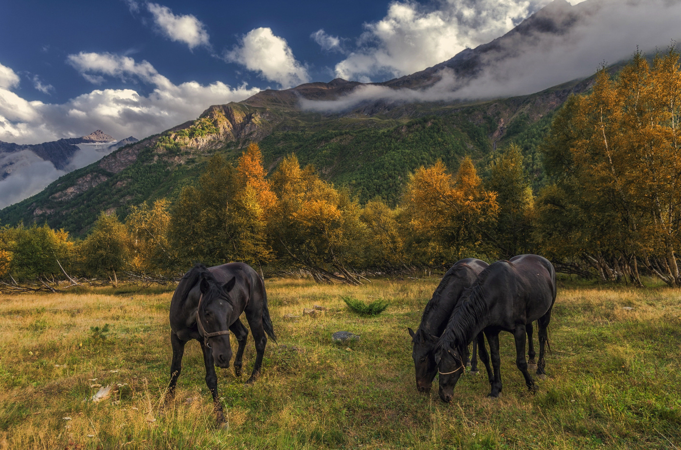 Черкесская лошадь фото