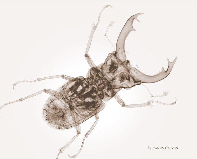 Lucanus-Cervus-2.jpg