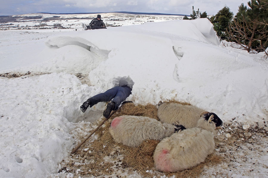 26 марта, Огафаттен, Ирландия. Фермер Дональд О'Рейлли ищет овец, застрявших из-за сильного снегопада в снегу, уже спасенные им обессиленные животные лежат рядом. Высота сугробов достигала 5 метров.