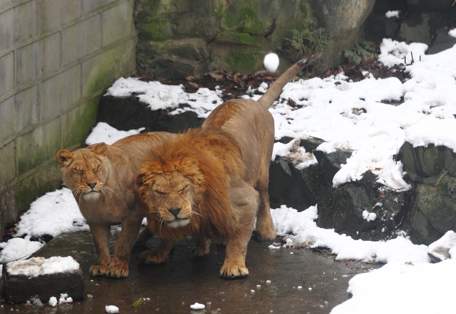 6 января, Ханчжоу, Китай. Реакция львов из зоопарка Ханчжоу на снежки, которые кидают в них туристы 