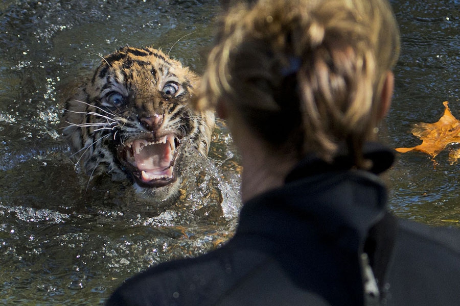 6 ноября, Вашингтон, США. Сотрудники зоопарка проверяют, умеет ли трехмесячный суматранский тигренок по кличке Бандар плавать. Все тигрята, родившиеся в зоопарке, должны пройти такой тест, прежде чем их выпустят в вольер. Бандар прошел испытание успешно.