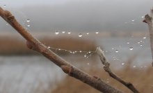Повезло.... и туман, и капли сразу... / этюд про туман и капли