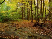 па грыбы 2 / ***