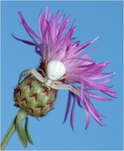 Хищник в засаде / Паук-бокоход в засаде, на цветке василька лугового. Как правило, долго ждать ему не приходится - неосторожных насекомых более чем достаточно.