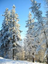 зіма / быццам сахарам абсыпаныя