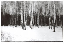 Россия. Березовый лес зимой / Камера обскура. Илфорд 3200