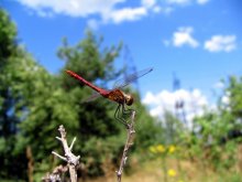 Пожарный вертолет / ***