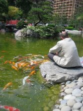 японские рыбы в японском саду / ***