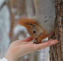 бельчонок / г.Гомель