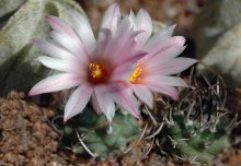 Turbinicarpus roseiflorus / Разместить камеру между солнцем и плошкой с растениями не представлялось возможным. Отсюда глубокие тени в центре цветка, so прошу не судить слишком строго. Обработки в ФШ - минимум. Справа от цветущего растения - точно такое же, для оценки формы: диаметр стебля - 8 мм, цветка - 20 мм.