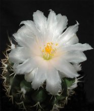 Turbinicarpus lophophoroides / Турбиникарпус лофофороидес – один из самых известных и популярных видов, известный своими самыми крупными в роду цветками. Они – кристально белые, достигают 6 см в диаметре. Зацветает Turbinicarpus lophophoroides сравнительно поздно – не ранее, чем в три-четыре года, но после этого радует великолепными цветами своих *воспитателей* с мая по сентябрь.