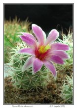 Mammillaria schumannii / Одна из самых красивых маммиллярий решила цвести в пасмурный день. Плошку с растениями пришлось поставить в теплицу под лампы, чтобы цветок полностью раскрылся. Растение для макросъемки сравнительно крупное (диаметр цветка составляет 4 см), поэтому для проработки глубины резкости значение диафрагмы выставлено на 40. Знаю, что спецы за это набросятся на меня, но это было осознанное решение.