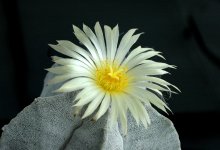 Astrophytum myriostigma / Род астрофитумов включает не так много видов. Мириостигма – самый распространенный и *устойчивый* из них, хорошо переносит *проблемное* содержание. Цветёт, начиная с пятилетнего возраста (в зависимости от условий содержания). Соломенно-желтый цветок этого астрофитума достигает пяти-семи сантиметров.