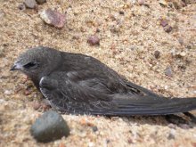 ласточка / ***