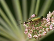 В эпицентре / Узконадкрылка зеленая, Chrysanthia viridis.