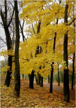 В Минске октябрь... #3 / ***