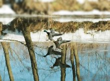 Птичий грипп приземляется.... / у нас  в Минске на Свислоче.
