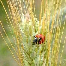 ladybug / ***