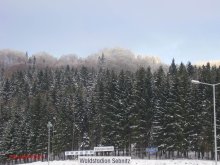 Winter und Wald in Sebnitz / ***
