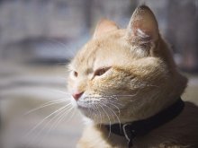 *морда* / для *студента*...наглый такой кот...я просек на других фото,он типа закрывает глаза,жмурится,на крупном видно что сквозь ресницы  смотрит...любит сидеть на капоте нашего *ниссана*...