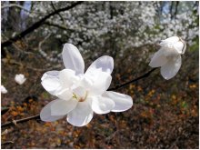 Магнолия-2 / ***