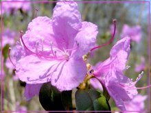 Богульник зацвел / ***