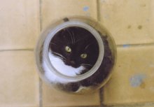Кошка в банке / Со сканера качество плохое:(