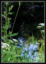 Заброшенный пруд... / ***