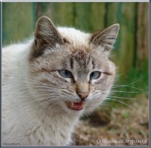 Одичавший мурлыка. / Одинокий кот, прибившийся к дому моего дедушки.