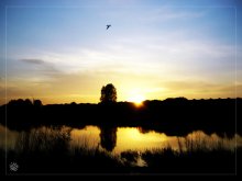 Заход солнца над озером / Фотографировал в скверике в Серебрянке.  Птицу в кадре обнаружил только при просмотре фото на компе :))