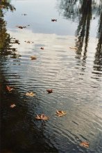 Река осени / Немного схалтурил при съемке: листья я добрасывал в воду :)