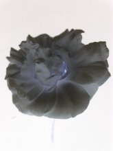 Чорная ружа / Яна ёсть...