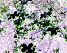 Зялёныя кветкі / ***