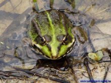 Большой зелёный жаб / Лягушка в пруду
