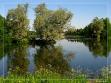 В просинь вод загляделися ивы, Словно в зеркальцо девка-краса. / Гатчина.