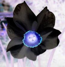 Чорны нарцыс / ***