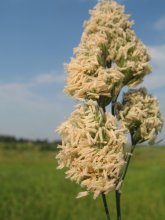 Simple foto of a flower / at a meadow