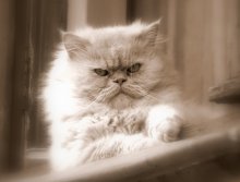 Сам по себе... и вечно хмурый. / Просто кот в окне.
