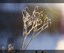 К солнцу... / Холодное февральское утро пытаются растопить первые лучи солнца.