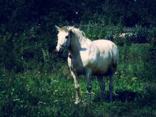 Лошадь / Стояло это сказочное чудо мирно в соседнем огороде )