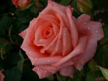 Роза / Красота вокруг