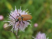 Leptura rubra / Борисовский район