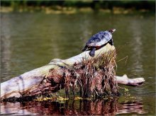 Солнечные   ванны / Весной ,  бредя вдоль берега маленького озерца,заметил черепаху - пришлось лесть в воду. Кстати,заодно узнал,что они вполне живут и в нашем теплом краю.