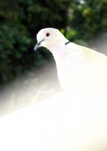 Red Eye / дикий голубь, &quot;белый и пушистый&quot;