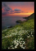 Saints Bay / Guernsey(Нормандскиe островa, UK), начало июня, все склоны прибрежных скал покрыты ромашками.
Пейзажи Guernsey в слайд шоу:
http://www.youtube.com/watch?v=zdWgP9_VnPw